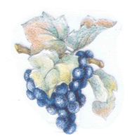 grapes, purple, Italian, wine, pottery, fruit