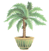 pottery, plants, trees, palm tree