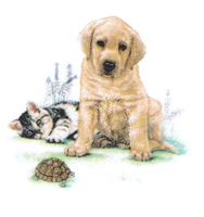 dog and lab and cat and turtle