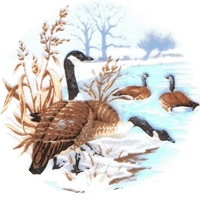 bird, birds, goose, canadian geese, geese, northwoods, winter, lodge, pottery