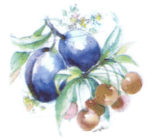plum, plums, cherry, cherries, fruit, pottery