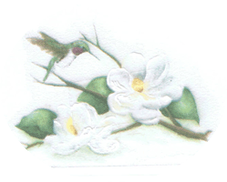 magnolia and humminbird, bird, pottery